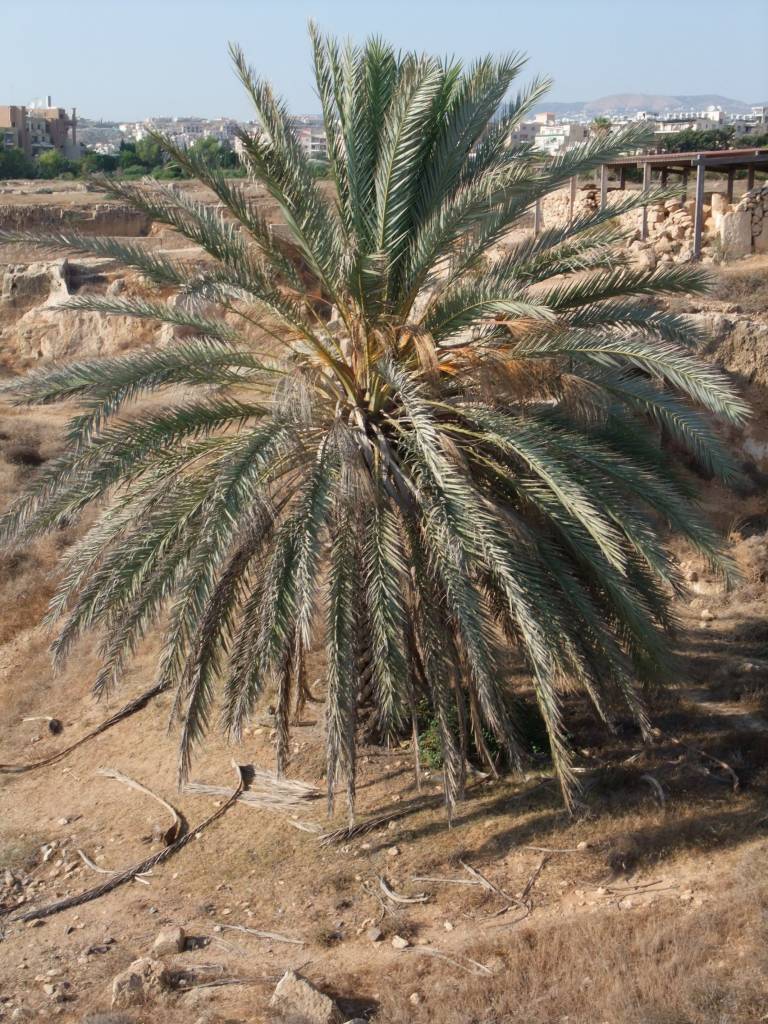 Les tombeaux des rois: Palmier géant